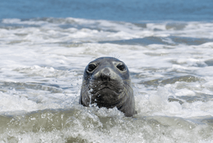 Cornwall: Seals and Sharks