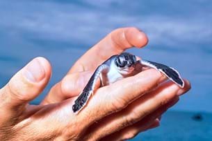 Biodiversity in Costa Rica: Sloths & Turtles