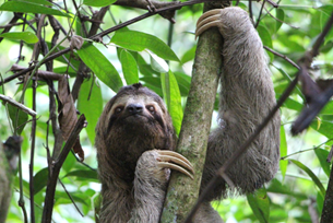 Biodiversity in Costa Rica: Sloths & Turtles