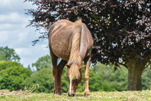 Discover Dorset