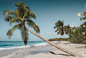 Diverse Martinique!