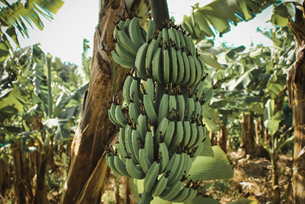 Diverse Martinique!