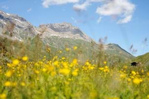 Swiss Alps Geography