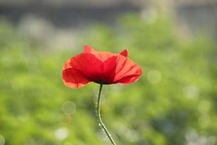 WW1 Battlefields Ypres